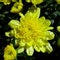 Beautiful Chelsey Yellow Garden Mums after Rain Showers