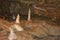 Beautiful chemogenic deposits in karst caves in the form of formations hanging from the ceiling. Punkva Caves in the Czech Republi