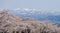 Beautiful cherry blossom full blooming with snowy mountain in background.