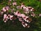 Beautiful Cherry blossom , pink sakura flower in spring, botany name Prunus serrulata