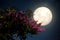 Beautiful cherry blossom sakura flowers with Milky Way star in night skies; full moon