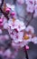 Beautiful Cherry Blossom Sakura Pink Flowers Background Selective Focus