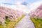 Beautiful cherry blossom or sakura in spring time with Mountain view and sunrise background