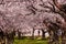 Beautiful Cherry Blossom (Sakura) tunnel on a bright sunny day in spring (Goryokaku Park, Hakodate, Hokkaido, Japan
