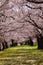 Beautiful Cherry Blossom (Sakura) tunnel on a bright sunny day in spring (Goryokaku Park, Hakodate, Hokkaido, Japan