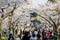 Beautiful Cherry blossom street around Kenrokuen and Kanazawa castle