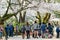 Beautiful Cherry blossom street around Kenrokuen and Kanazawa castle