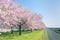 Beautiful cherry blossom trees or sakura blooming beside the country road in spring day.