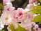 Beautiful cherry blossoms attract tourists in Japan