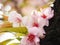 Beautiful cherry blossoms attract tourists in Japan