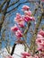 Beautiful cherry blossoms attract tourists in Japan