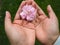 Beautiful cherry blossoms in lady hand attract tourists in Japan