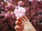 Beautiful cherry blossoms in lady hand attract tourists in Japan