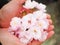 Beautiful cherry blossoms in lady hand attract tourists in Japan