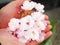 Beautiful cherry blossoms in lady hand attract tourists in Japan