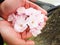 Beautiful cherry blossoms in lady hand attract tourists in Japan