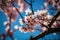 Beautiful cherry blossoms. nature\\\'s beauty. sweet nectar of the blossoms.