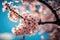 Beautiful cherry blossoms. nature\\\'s beauty. sweet nectar of the blossoms.