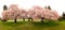 Beautiful cherry blossoms in Queen Elizabeth Park