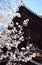 Beautiful cherry blossoms  Sakura  under blue clear sky in Nanzen-ji, a famous Buddhist Temple in Kyoto, Kansai, Japan