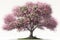 Beautiful Cherry blossoms tree Spring Season a stunning sight to behold.