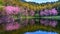 Beautiful cherry blossoms trees blooming in spring