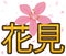 Beautiful Cherry Flower under a Petal Shower in Hanami, Vector Illustration