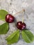 Beautiful cherry on the table and on the saucer. Cherries and cherry stones, pits on a plate