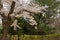 Beautiful cherry tree blossom in Geumgang Park