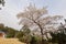 Beautiful cherry tree blossom in Geumgang Park