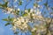 Beautiful cherry tree branch with white flowers in sunlight closeup