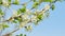 Beautiful cherry tree flowers in spring. White bloom of a cherry tree. Slow motion.