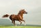 Beautiful chestnut arabian stallion running wild