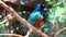 Beautiful chestnut bird, male Chestnut-bellied Rock-Thrush Monticola rufiventris,