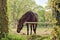 Beautiful Chestnut Brown Horse Mare on the Farm