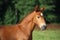 Beautiful chestnut foal portrait in summer