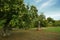 Beautiful chestnut forest in Tuscany in autumn season before harvest.