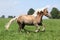 Beautiful chestnut horse with blond mane running in freedom