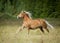 Beautiful chestnut horse with blond mane running in freedom with