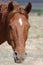 Beautiful chestnut horse in the desert