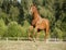 Beautiful chestnut horse galloping at the field