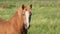 Beautiful chestnut horse grazes on a green field. Horse stallion in the meadow.