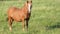 Beautiful chestnut horse grazes on a green field. Horse stallion in the meadow.