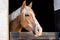 Beautiful chestnut horse looking over stall door in the morning