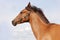 Beautiful chestnut horse portrait