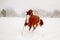 Beautiful chestnut horse running free in the snow