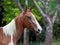 A beautiful chestnut mare