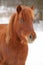 Beautiful chestnut pony in winter