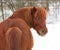 Beautiful chestnut pony in winter