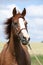 Beautiful chestnut warmblood standing on green field